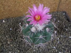 Echinocactus horizonthalonius, pot 8,5 cm Grafted, Roubovaný - 12398623