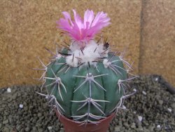 Echinocactus horizonthalonius, pot 8,5 cm Grafted, Roubovaný - 12398624