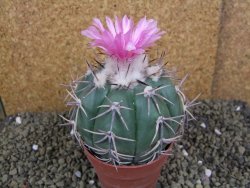 Echinocactus horizonthalonius, pot 8,5 cm Grafted, Roubovaný - 12398625