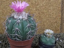 Echinocactus horizonthalonius, pot 8,5 cm Grafted, Roubovaný - 12398632