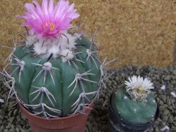 Echinocactus horizonthalonius, pot 8,5 cm Grafted, Roubovaný - 12398633