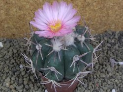 Echinocactus horizonthalonius, pot 6,5 cm Grafted, Roubovaný - 12398626