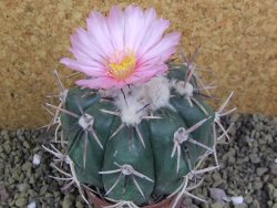 Echinocactus horizonthalonius, pot 6,5 cm Grafted, Roubovaný - 12398627