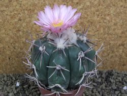 Echinocactus horizonthalonius, pot 6,5 cm Grafted, Roubovaný - 12398628