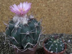 Echinocactus horizonthalonius, pot 6,5 cm Grafted, Roubovaný - 12398630