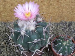 Echinocactus horizonthalonius, pot 6,5 cm Grafted, Roubovaný - 12398631