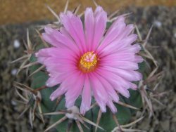 Echinocactus horizonthalonius, pot 6,5 cm Grafted, Roubovaný - 12398635