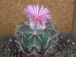 Echinocactus horizonthalonius, pot 6,5 cm Grafted, Roubovaný - 12398636