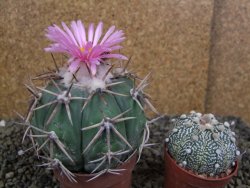 Echinocactus horizonthalonius, pot 6,5 cm Grafted, Roubovaný - 12398637