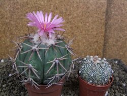 Echinocactus horizonthalonius, pot 6,5 cm Grafted, Roubovaný - 12398638