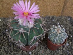 Echinocactus horizonthalonius, pot 6,5 cm Grafted, Roubovaný - 12398639