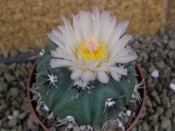 Echinocactus horizonthalonius subikii Ejido Soledad, pot 6,5 cm