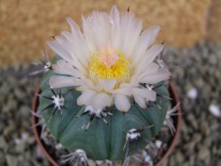 Echinocactus horizonthalonius subikii Ejido Soledad, pot 6,5 cm - 12398641