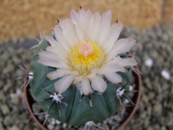 Echinocactus horizonthalonius subikii Ejido Soledad, pot 6,5 cm - 12398642