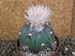 Echinocactus horizonthalonius subikii Ejido Soledad, pot 6,5 cm - 12398643