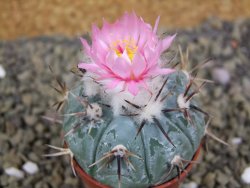 Echinocactus horizonthalonius La Apples, pot 5,5 cm