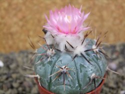 Echinocactus horizonthalonius La Apples, pot 5,5 cm - 12398650