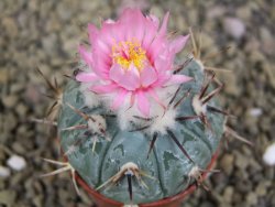 Echinocactus horizonthalonius La Apples, pot 5,5 cm - 12398651