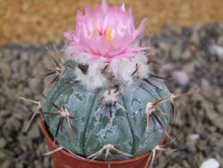 Echinocactus horizonthalonius La Apples, pot 5,5 cm - 12398652