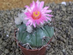 Echinocactus horizonthalonius La Apples, pot 5,5 cm - 12398653