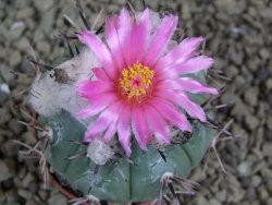 Echinocactus horizonthalonius La Apples, pot 5,5 cm - 12398654