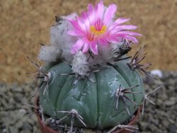 Echinocactus horizonthalonius La Apples, pot 5,5 cm - 12398655