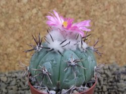 Echinocactus horizonthalonius La Apples, pot 5,5 cm - 12398658