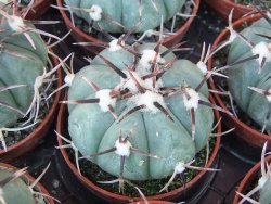 Echinocactus horizonthalonius La Apples, pot 5,5 cm - 12415545