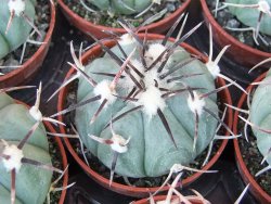 Echinocactus horizonthalonius La Apples, pot 5,5 cm