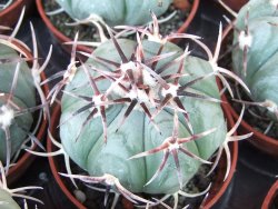 Echinocactus horizonthalonius La Apples, pot 5,5 cm - 12415547