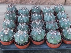 Echinocactus horizonthalonius La Apples, pot 5,5 cm - 12415549