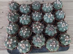 Echinocactus horizonthalonius La Apples, pot 5,5 cm - 12415550