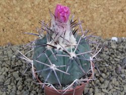 Echinocactus horizonthalonius KKR 81 El Pilar, pot 7 cm - 12398659