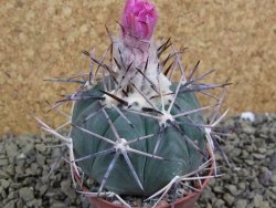 Echinocactus horizonthalonius KKR 81 El Pilar, pot 7 cm