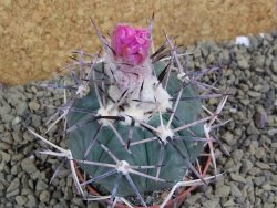 Echinocactus horizonthalonius KKR 81 El Pilar, pot 7 cm - 12398661