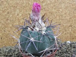 Echinocactus horizonthalonius KKR 81 El Pilar, pot 7 cm - 12398662