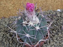 Echinocactus horizonthalonius KKR 81 El Pilar, pot 7 cm - 12398663