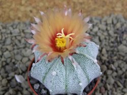 Astrophytum  Hanazano X red flower oibo akabana, pot 5,5 cm - 12398685