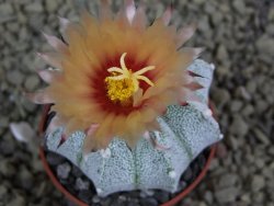 Astrophytum  Hanazano X red flower oibo akabana, pot 5,5 cm - 12398686