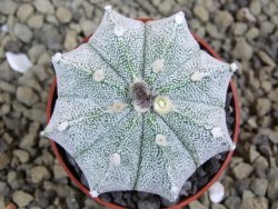 Astrophytum  Hanazano X red flower oibo akabana, pot 5,5 cm - 12398688