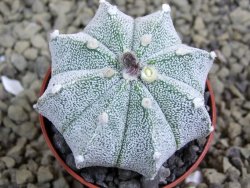 Astrophytum  Hanazano X red flower oibo akabana, pot 5,5 cm - 12398689