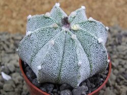 Astrophytum  Hanazano X red flower oibo akabana, pot 5,5 cm - 12398690