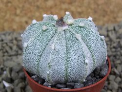 Astrophytum  Hanazano X red flower oibo akabana, pot 5,5 cm - 12398691