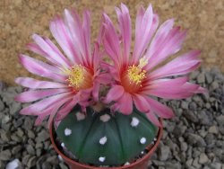 Astrophytum  asterias X red flower oibo akabana, pot 5,5 cm - 12398703