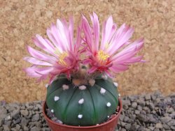 Astrophytum  asterias X red flower oibo akabana, pot 5,5 cm - 12398705