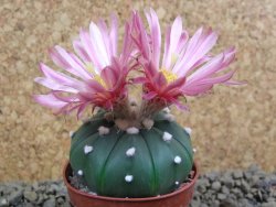 Astrophytum  asterias X red flower oibo akabana, pot 5,5 cm - 12398706