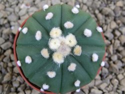 Astrophytum  asterias X red flower oibo akabana, pot 5,5 cm - 12398707