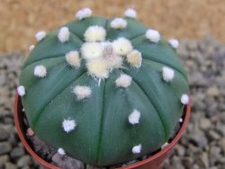 Astrophytum  asterias X red flower oibo akabana, pot 5,5 cm - 12398708