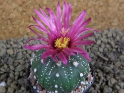 Astrophytum  asterias X red flower oibo akabana, pot 5,5 cm - 12398709