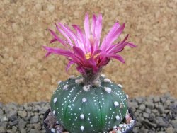 Astrophytum  asterias X red flower oibo akabana, pot 5,5 cm - 12398711